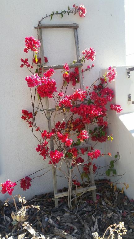 Pepper Tree Accommodation 보퍼트웨스트 외부 사진